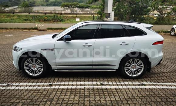 Tenga Tsaru Jaguar F-Pace Chena Mota in Chingola in Zambia Tenga Tsaru Jaguar F-Pace Chena Mota in Chingola in Zambia